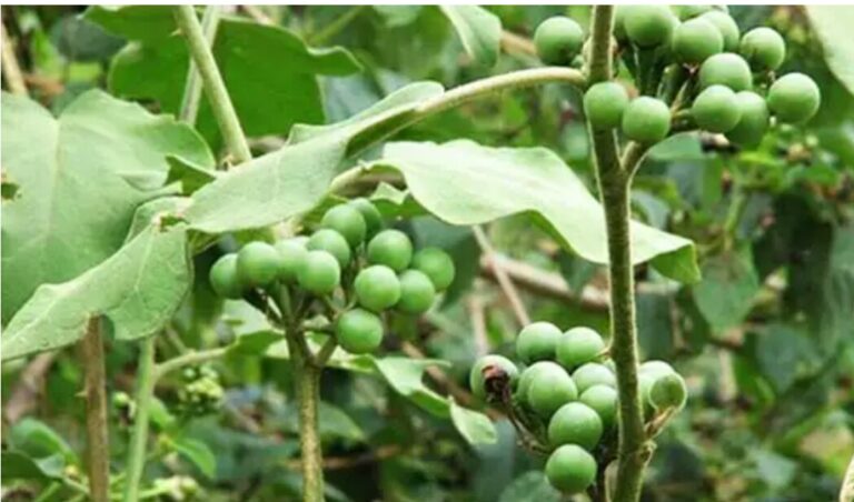 வயிற்றுப் பிரச்சினைகளை காலி செய்யும் சுண்டைக்காய்!