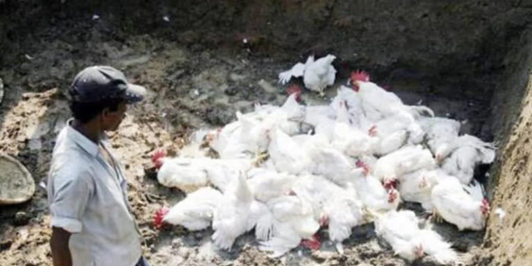 கேரளாவிலிருந்து கோழி, முட்டை தமிழகத்திற்கு கொண்டு வர தடை