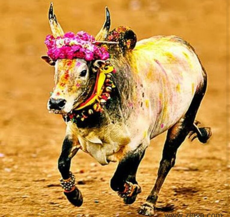 தமிழகத்தில் மேலும் 4 மாவட்டங்களில் ஜல்லிக்கட்டு