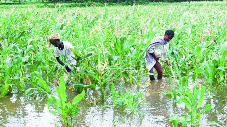 தமிழகத்தில் தொடர் மழையால் பயிர்கள் சேதம்