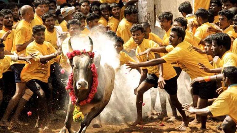 ஜல்லிக்கட்டு ஏற்பாடுகள்