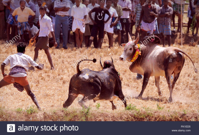 அவனியாபுரம் ஜல்லிக்கட்டு காளைகளுக்கு டோக்கன் வழங்கப்படுகிறது