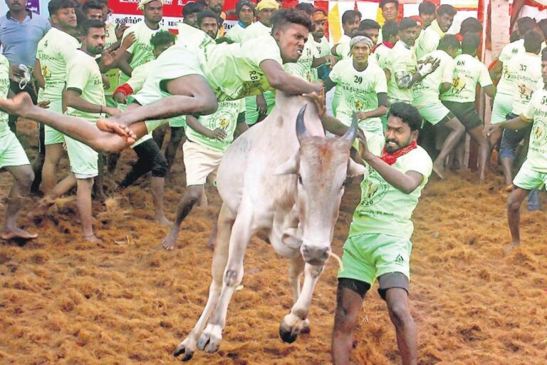 வாடிவாசல் ஜல்லிக்கட்டு
